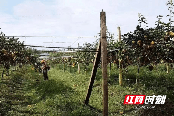 家庭版苹果种植
:南县浪拔湖镇：方寸庭院“微经济” 乡村振兴“致富花”