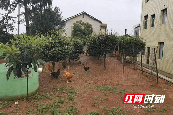 家庭版苹果种植
:南县浪拔湖镇：方寸庭院“微经济” 乡村振兴“致富花”-第2张图片-太平洋在线下载