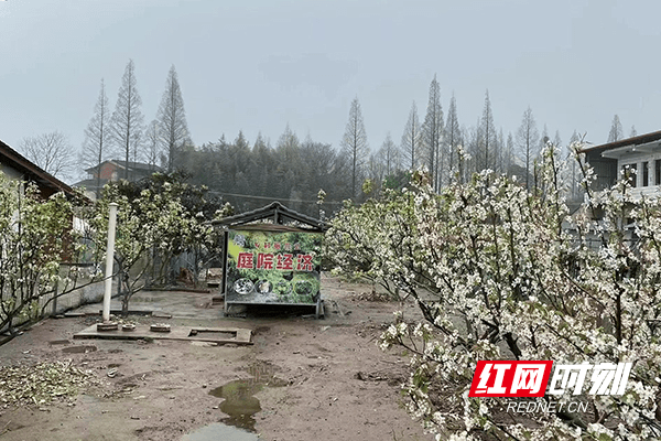 家庭版苹果种植
:南县浪拔湖镇：方寸庭院“微经济” 乡村振兴“致富花”-第3张图片-太平洋在线下载