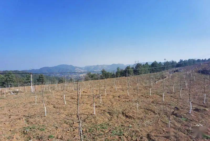 家庭版苹果种植
:易门铜厂村：土里冒“黄金” 乡村绘新景-第2张图片-太平洋在线下载