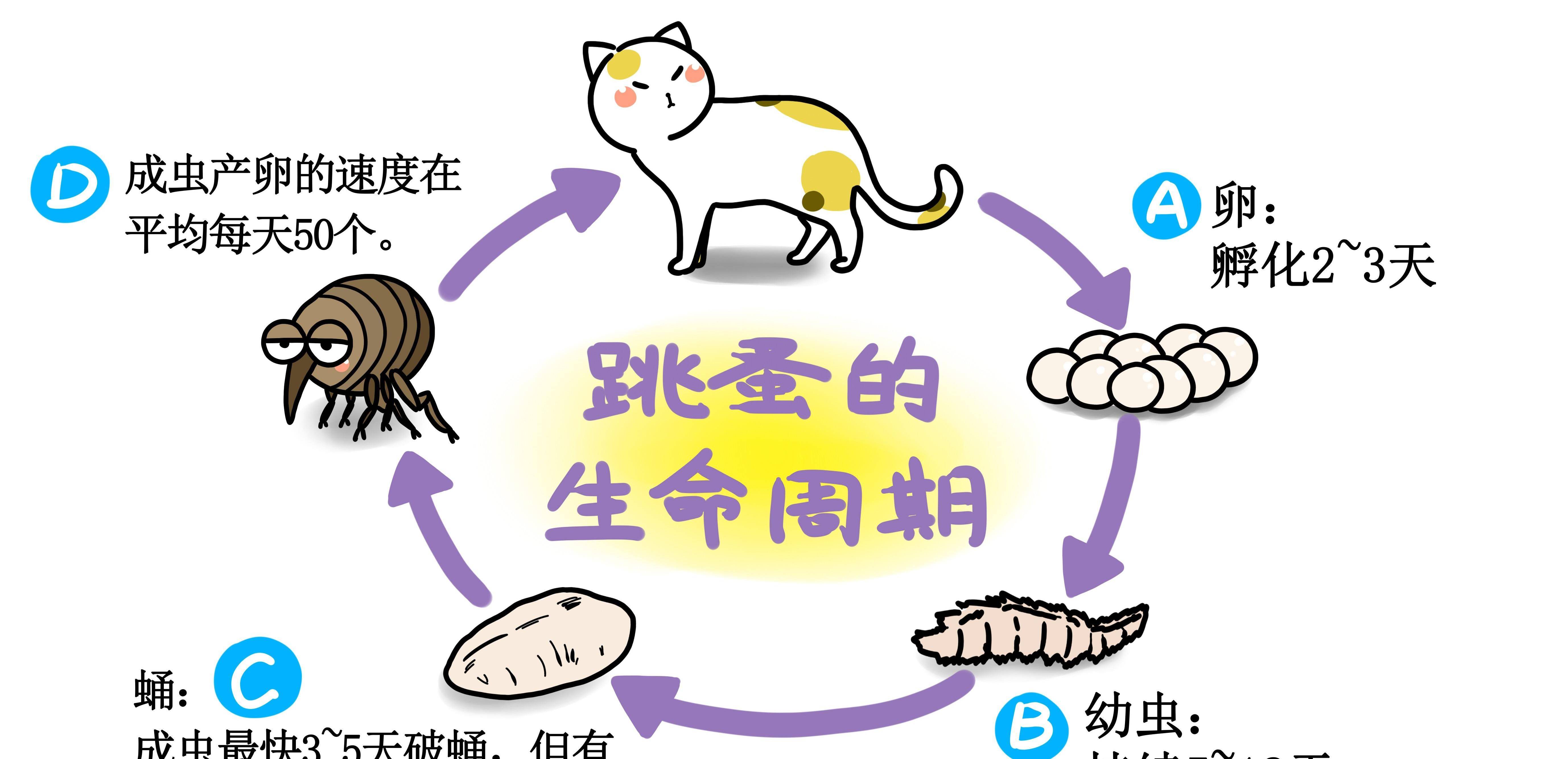 黑色猫壁纸苹果版:当跳蚤找上猫，你该怎么办？除了驱虫药，这6种家庭疗法也有效