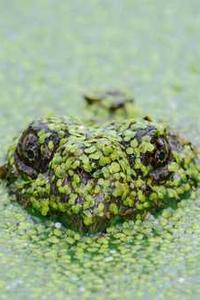 泰版苹果充电头