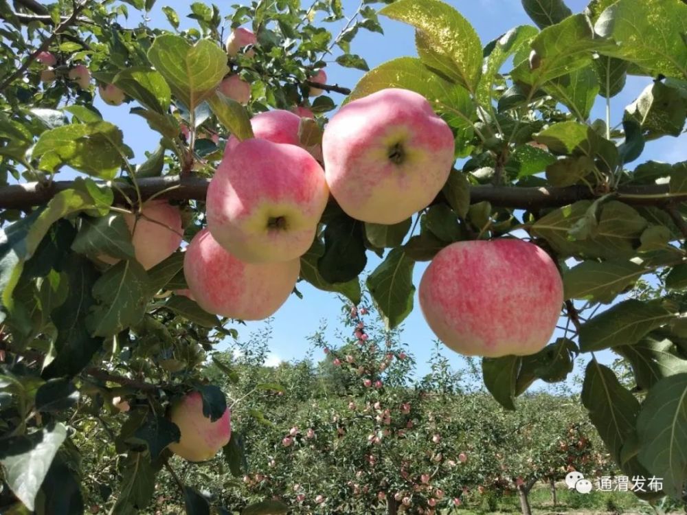 寿光苹果上市了吗最近新闻iphone14刚出的价格-第2张图片-太平洋在线下载