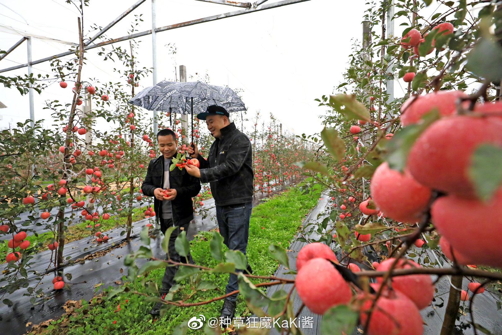 洛川苹果营销新闻网站地址的简单介绍-第2张图片-太平洋在线下载