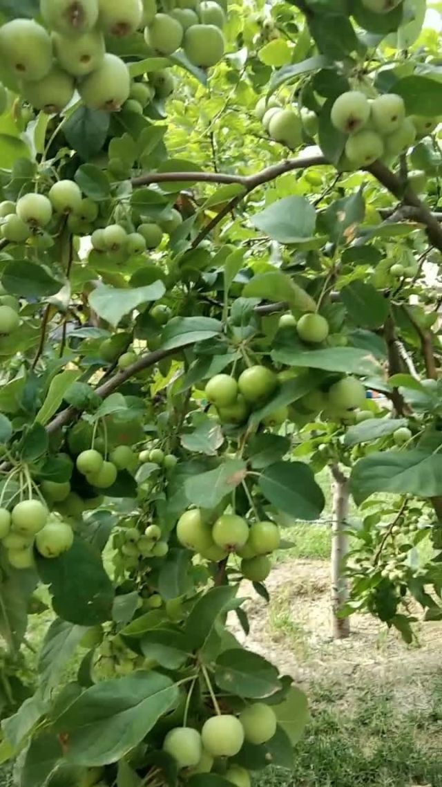 现实版小苹果小苹果cf活动助手官网-第2张图片-太平洋在线下载