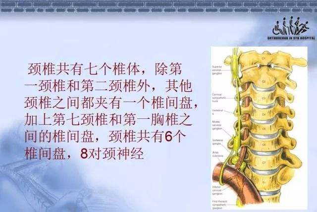 颈椎安卓版颈椎17图解高清大图