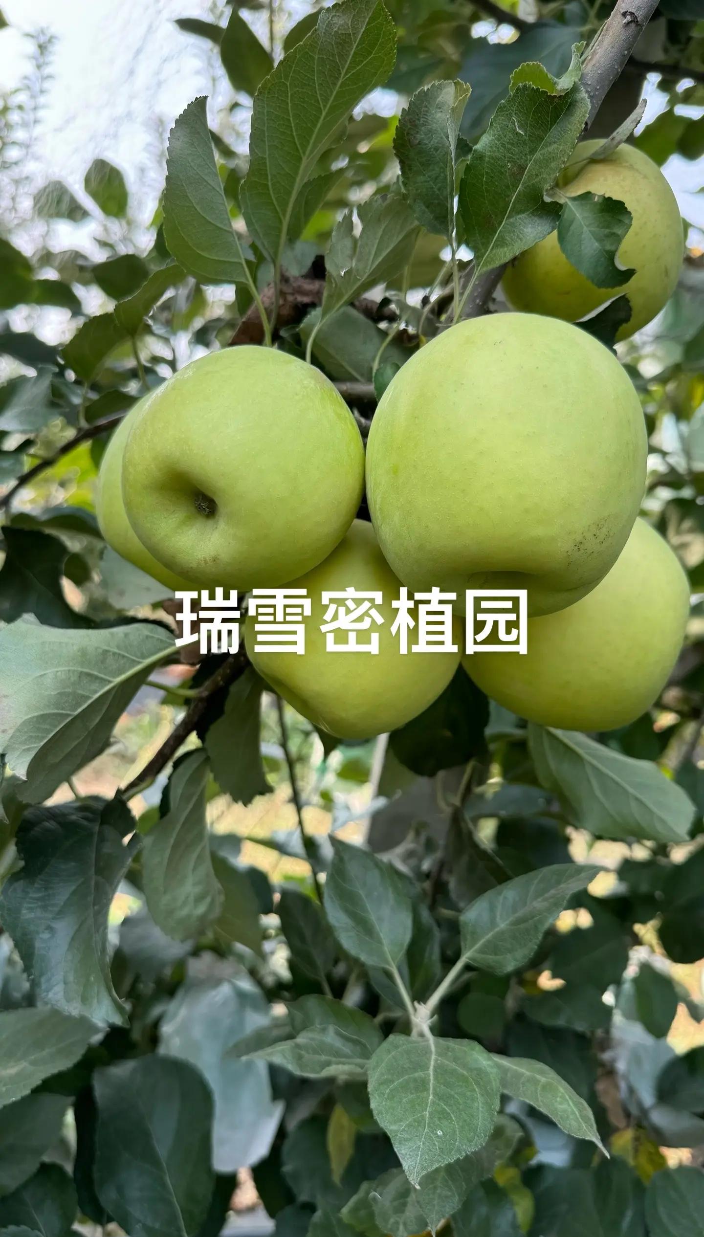 暖学苹果版暖聊软件苹果版下载